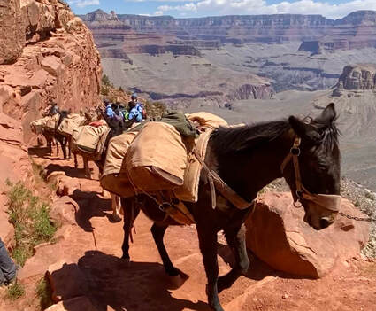 Mules at the Grand Canyon